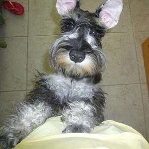 Meet your Posher, Alfredo